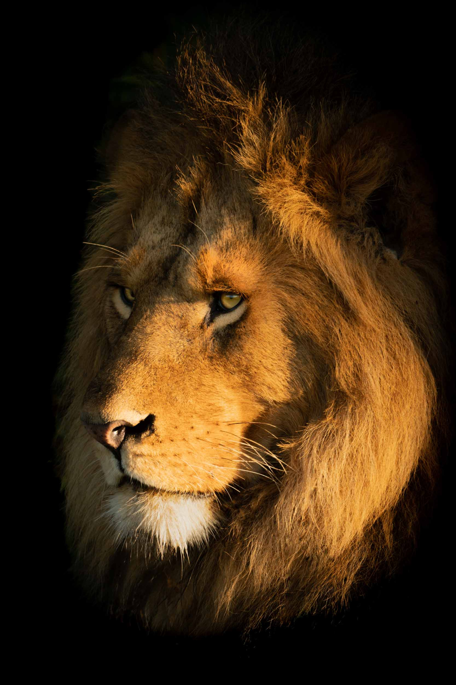 He Lion