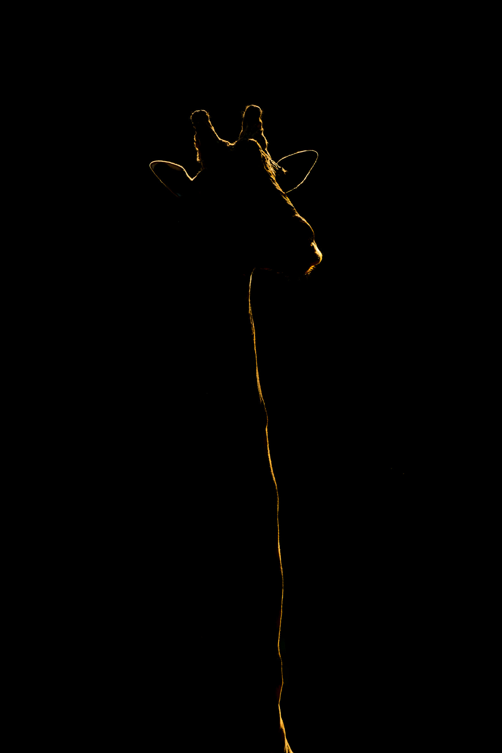 Who turned out the lights