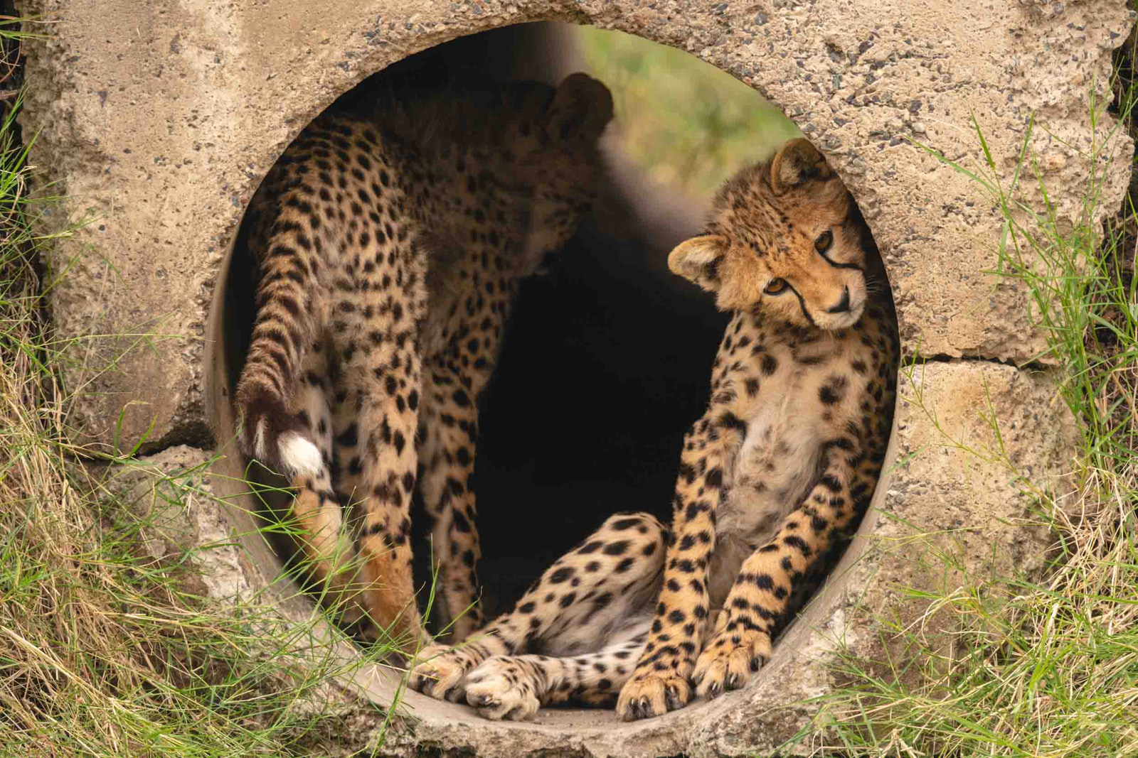 Cub Scouts