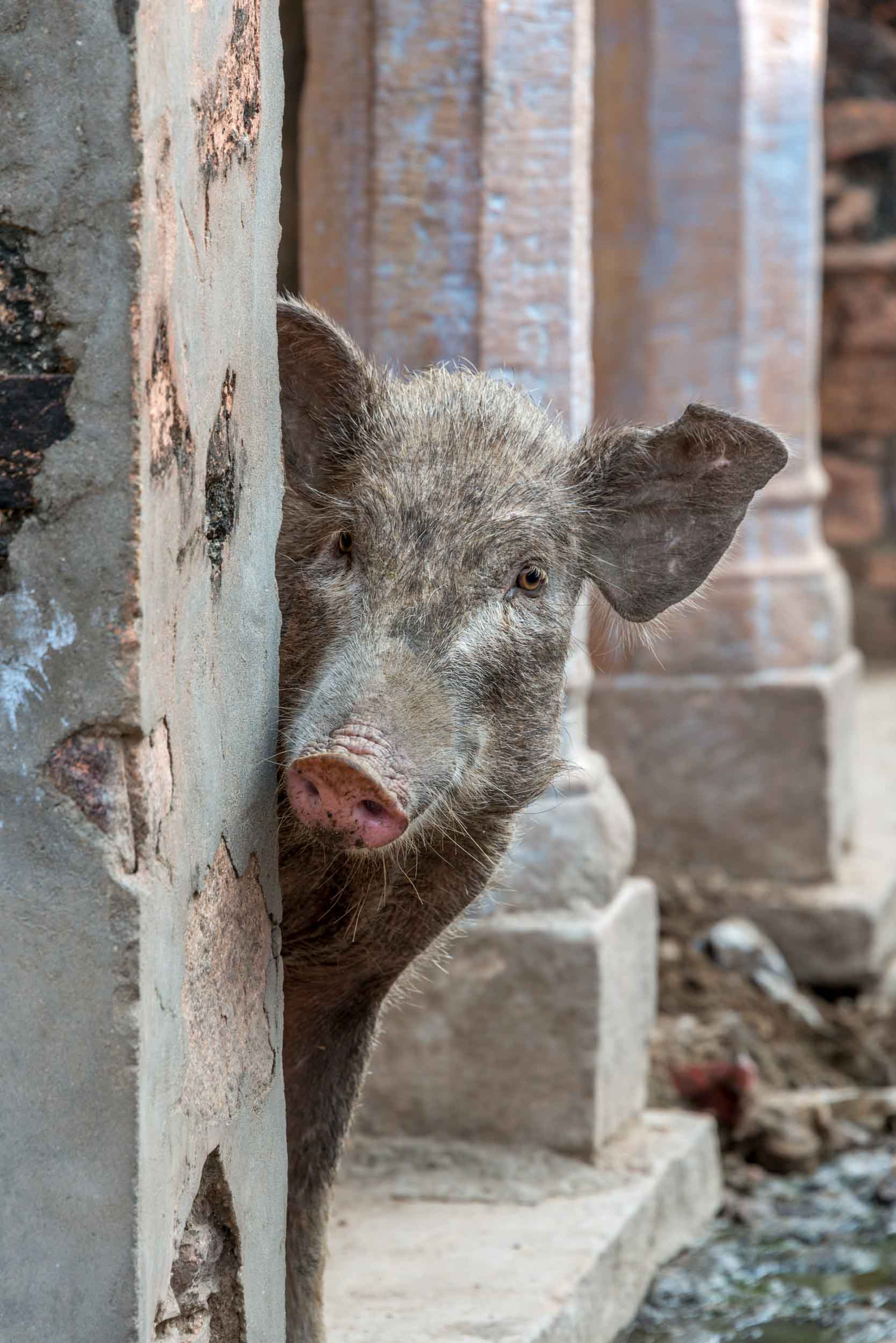 Pig aboo