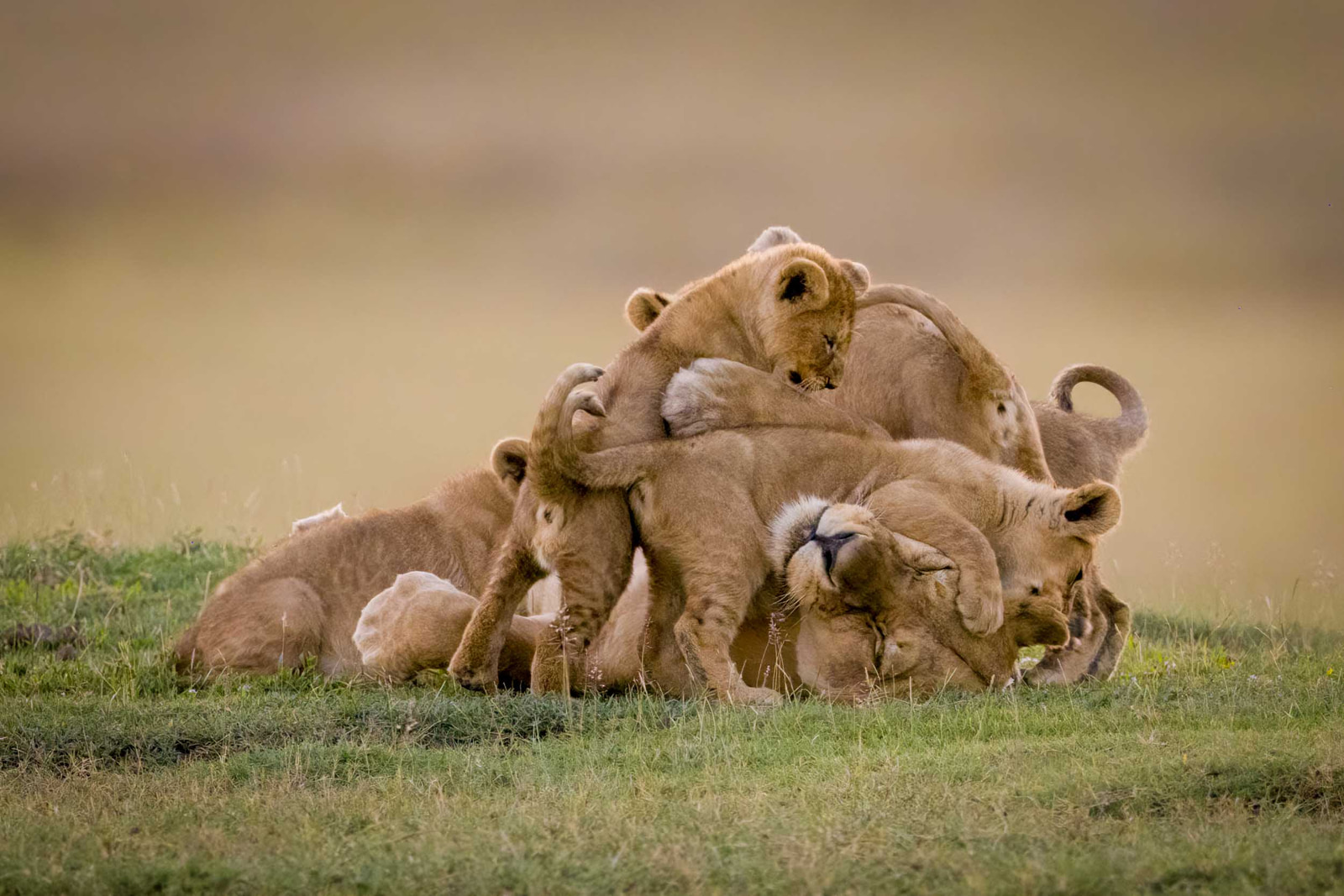 Bundle!