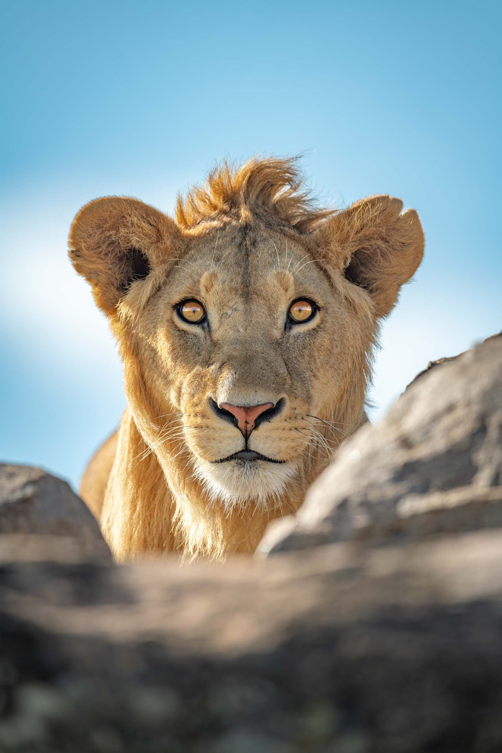 Give me a lion on the rocks