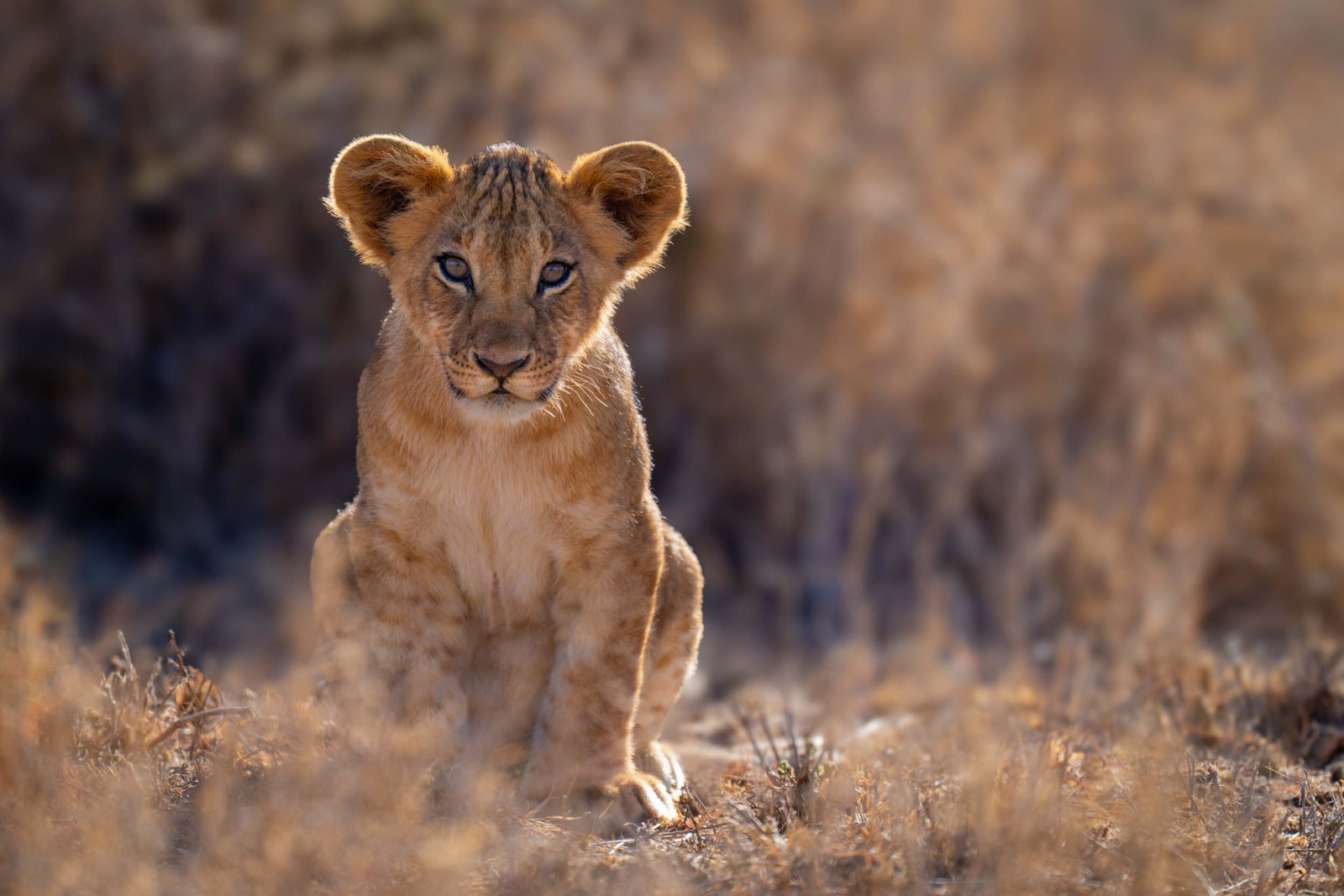 Mother's Pride