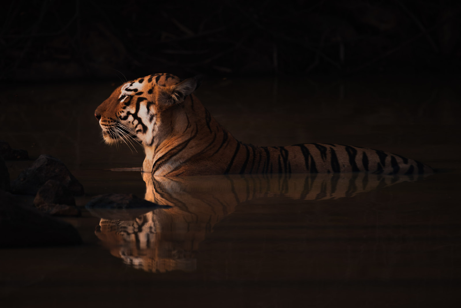 Tiger, tiger, burning bright…