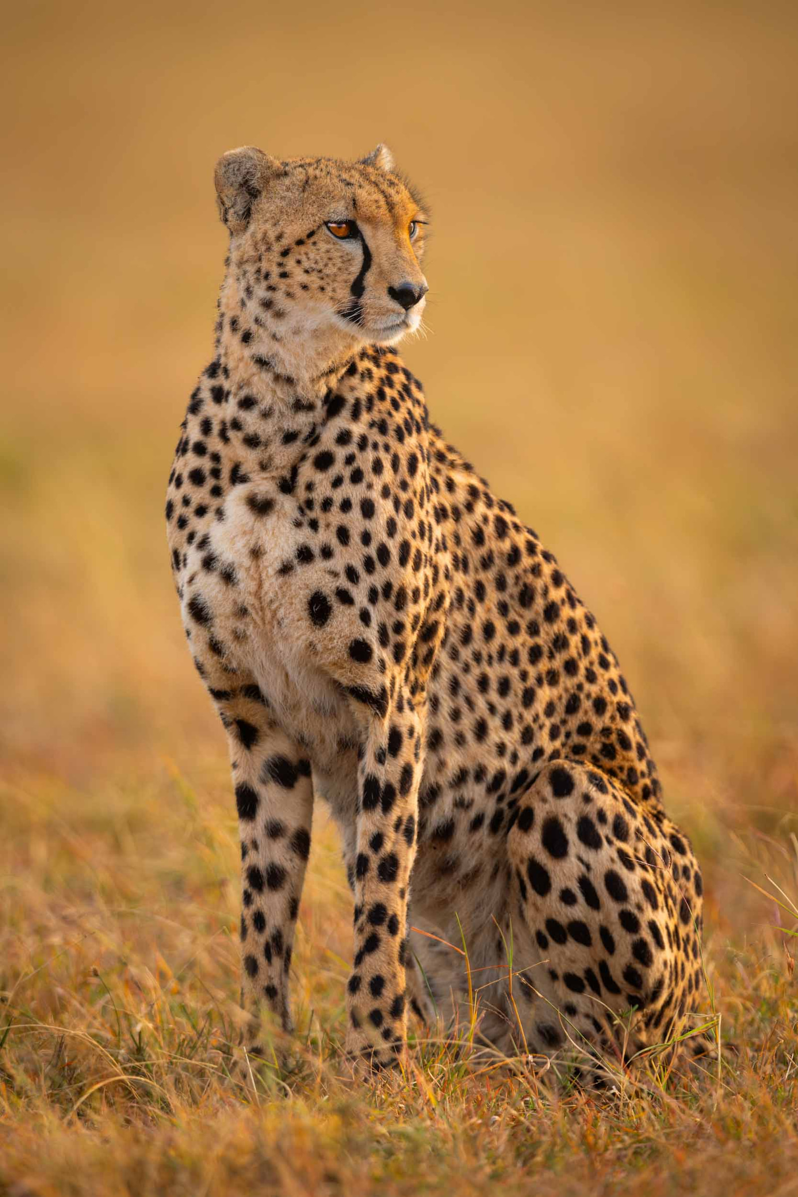 Cheetahs Never Win
