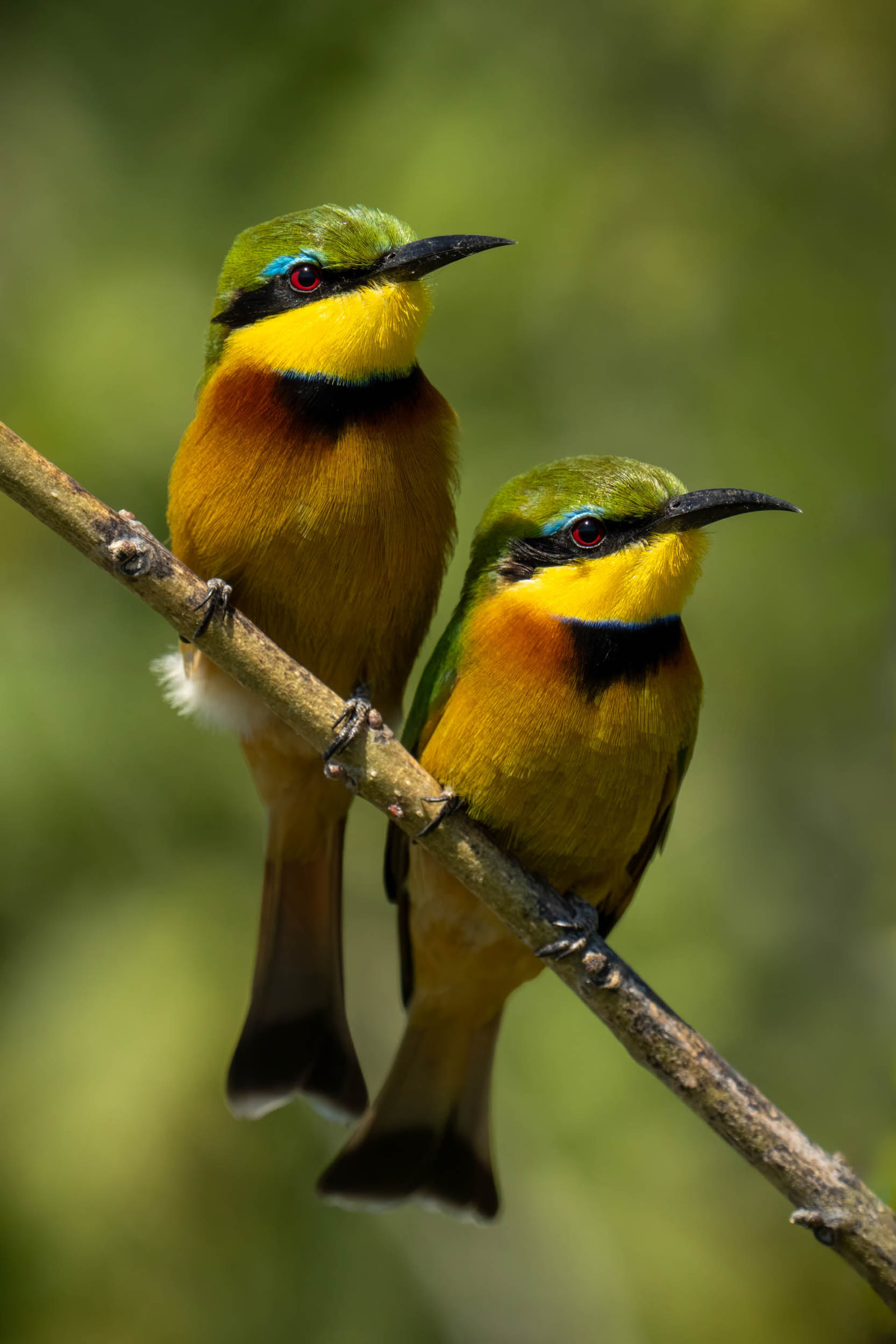 Watch the Birdies